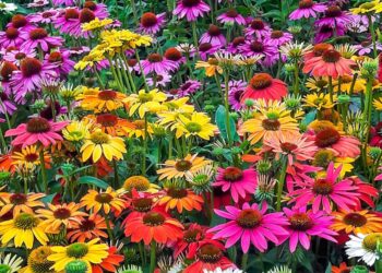 The Ultimate Guide to Summer Gardening with Native Plants