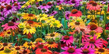 The Ultimate Guide to Summer Gardening with Native Plants