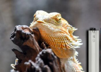 Black Bearded Dragons For Sale Affordable