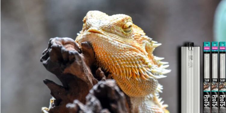 Black Bearded Dragons For Sale Affordable