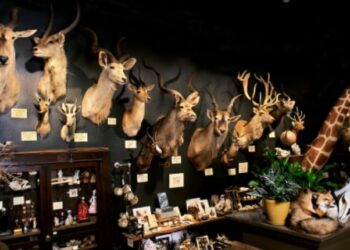 The Intriguing World Of Taxidermy For Sale: Exploring Art