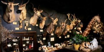 The Intriguing World Of Taxidermy For Sale: Exploring Art